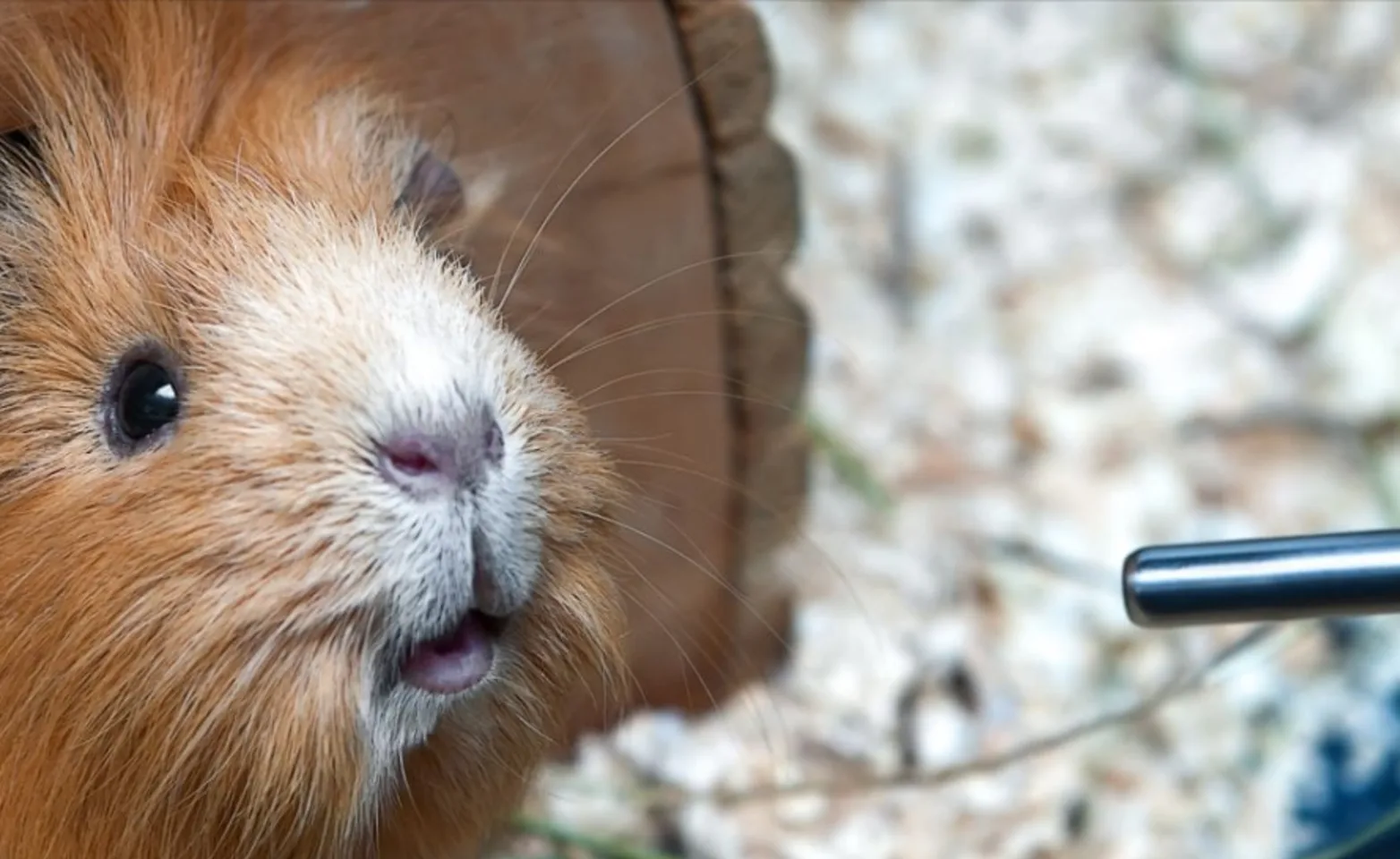 Hamster in a house looking at his water container